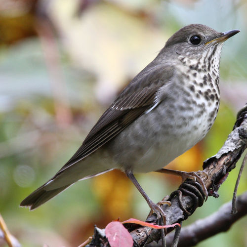 Gray-cheeked Thrush 