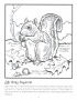 Gray squirrel