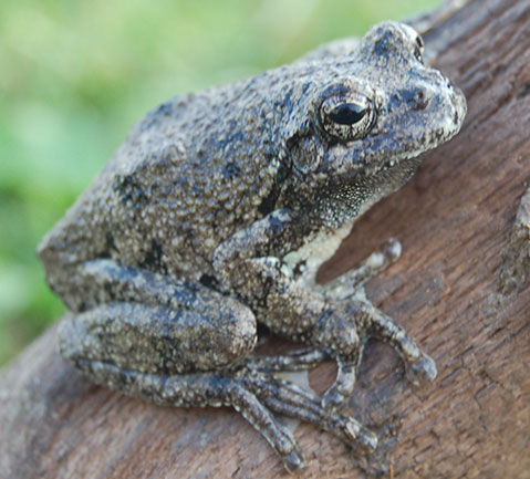 Close-up of a Gray Treefrog clinging to a tree branch