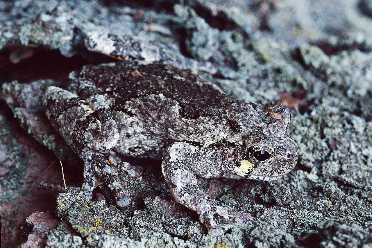 Close-up of a Cope's Gray Treefrog camouflaged by the background of a tree branch. 