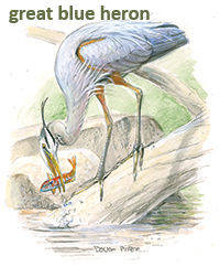  american bittern