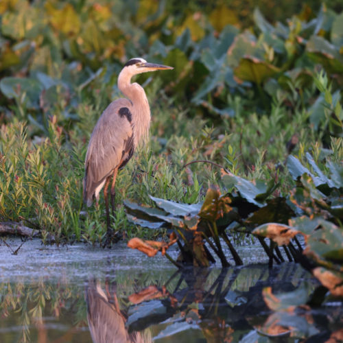 least Bittern