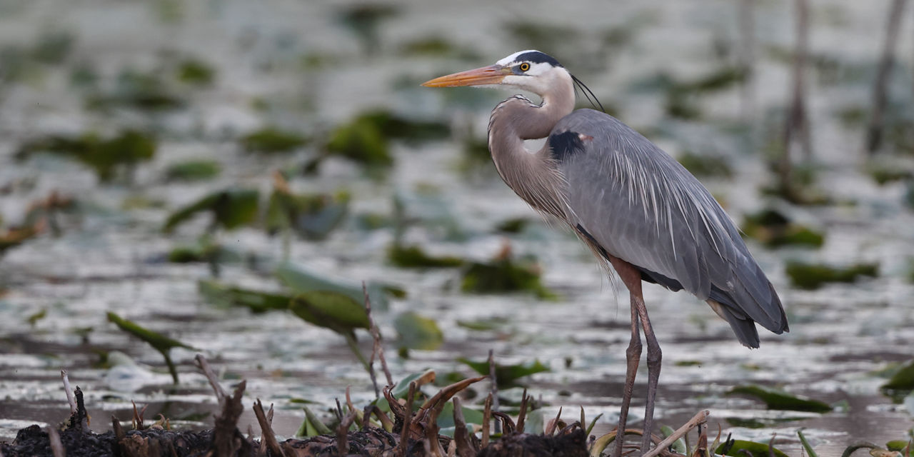 Great Blue Heron