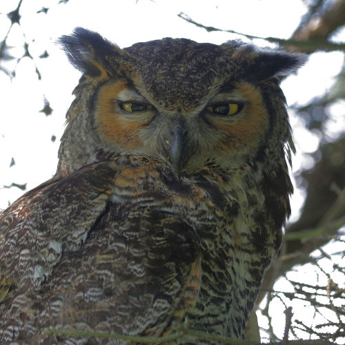 Great Horned Owl