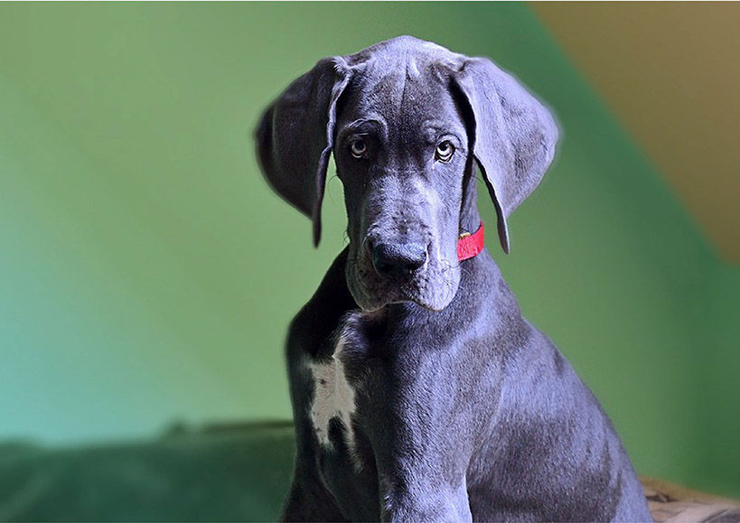 Photograph of a gray great dane dog