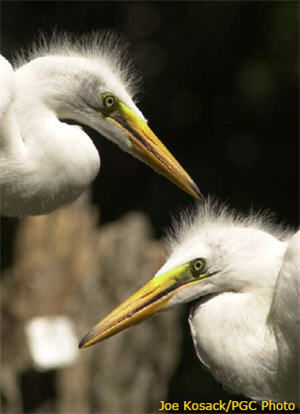 Great Egret