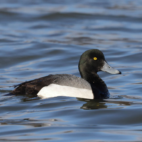 scaup