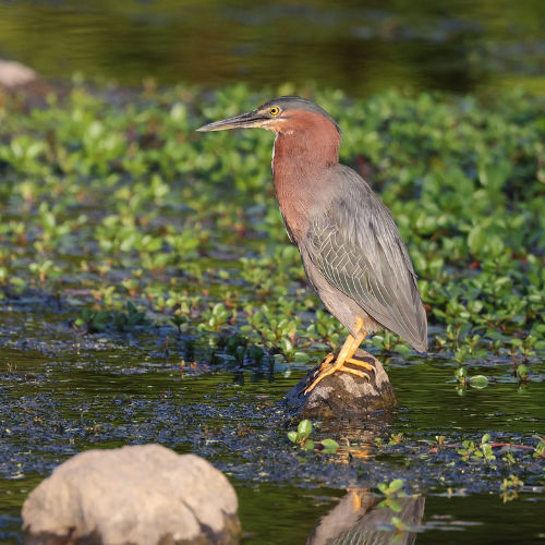 least Bittern