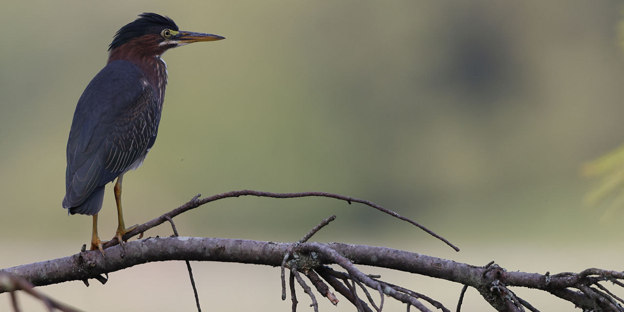 green heron