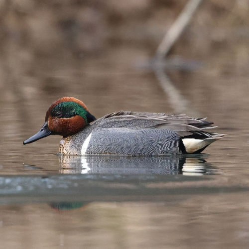 green winged teal