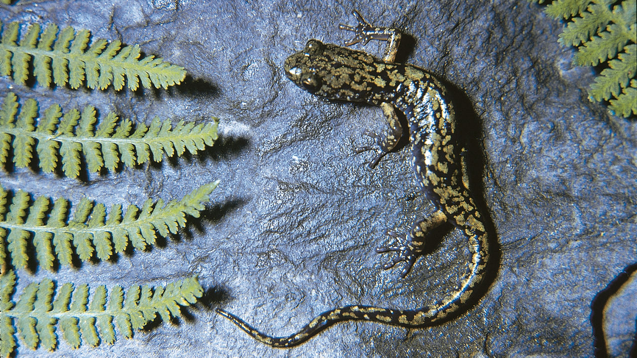 Close up ariel view of the Green Salamander on a rock between two ferns. Greenish-yellow irregular patches stand out against black body. It is a slender with a flattened body