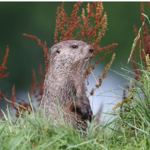 groundhog