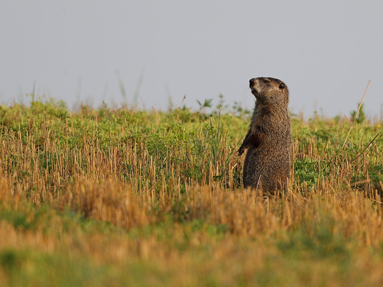 Groundhog