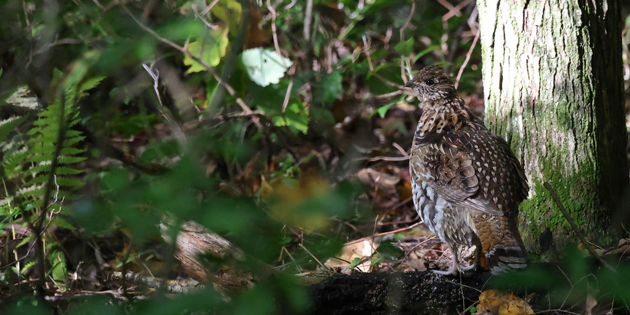 grouse