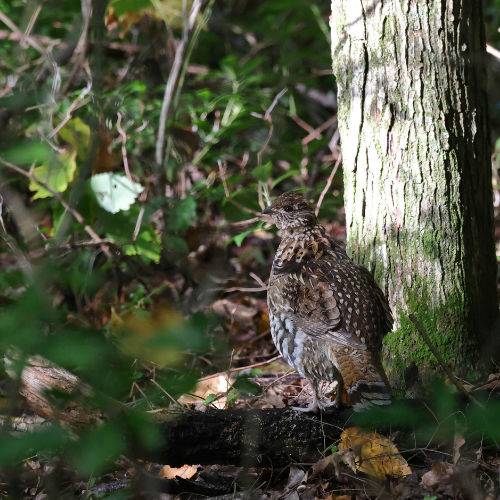 Ruffed Grouse in woods