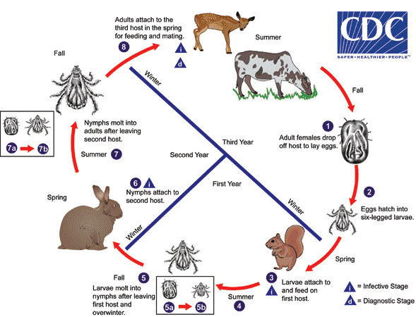 Gulf Coast tick lifecycle