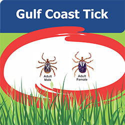 Gulf Coast tick