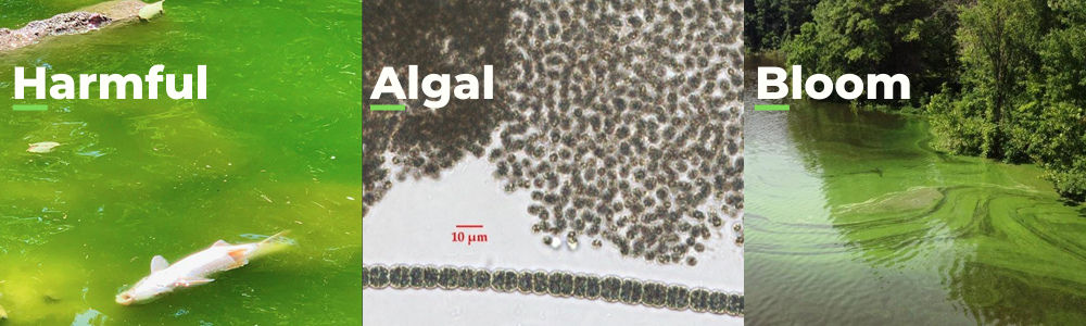 HABs Harmful Alga Bloom