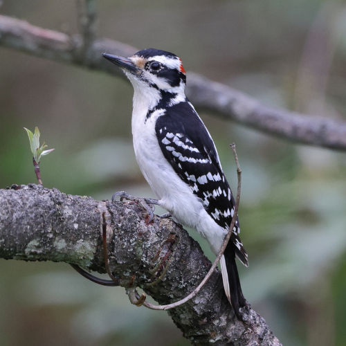 Hairy woodpecker