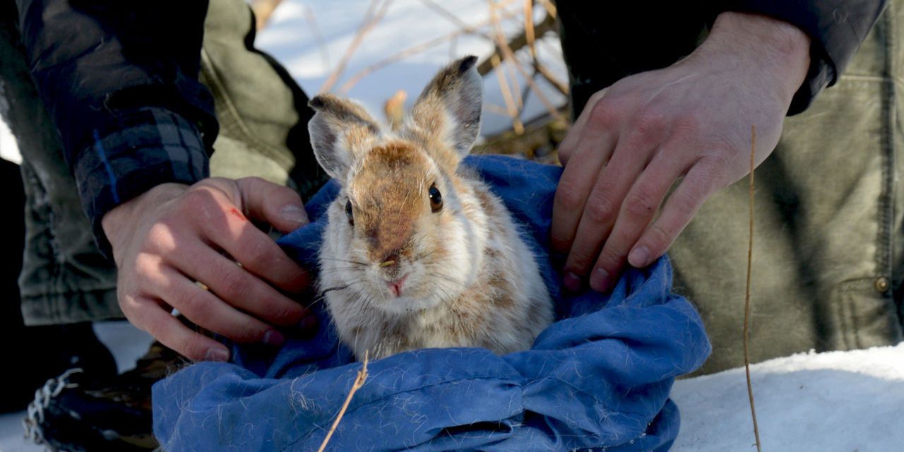 hare