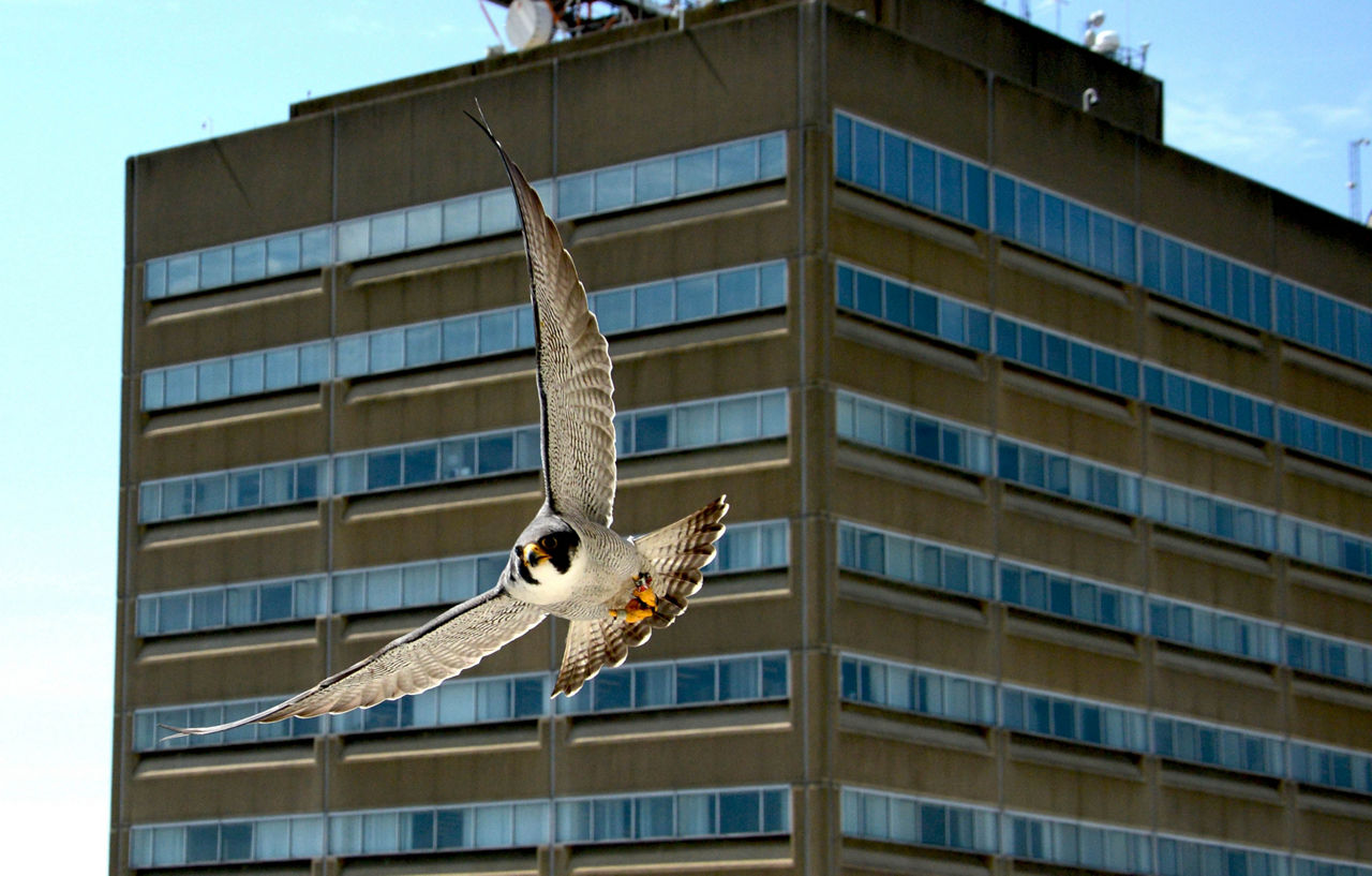 Falcon Banking