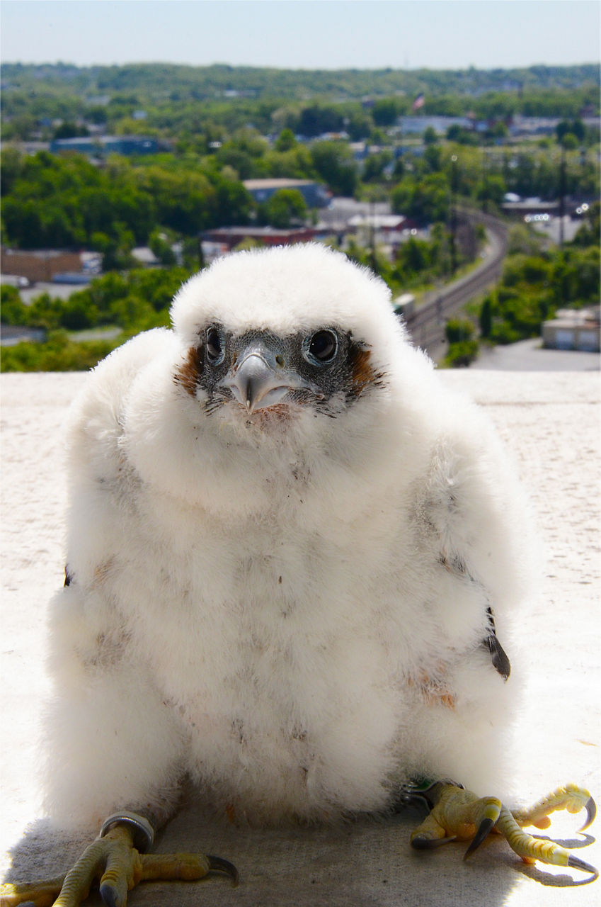 Falcon Chick