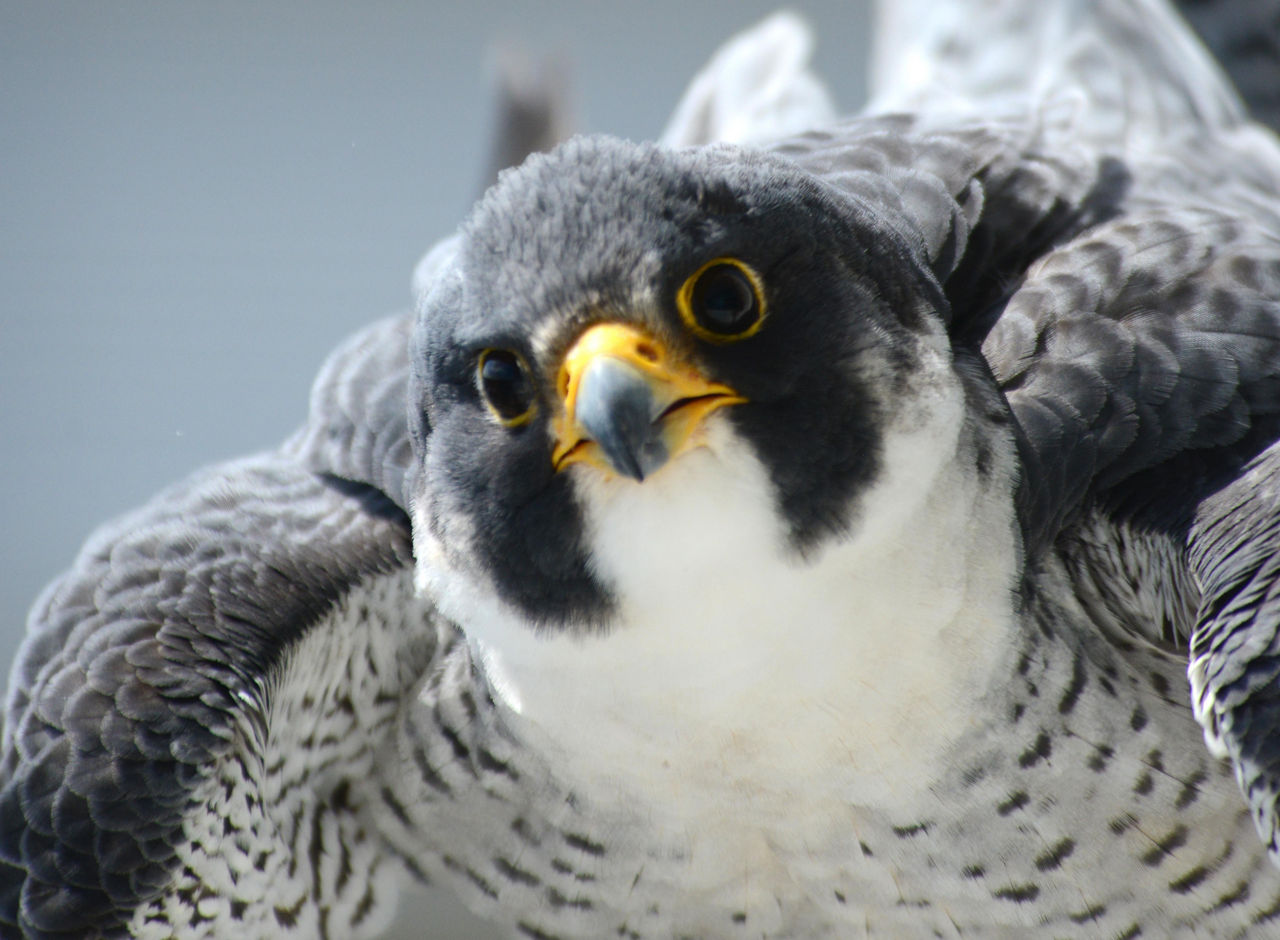 Falcon Closeup