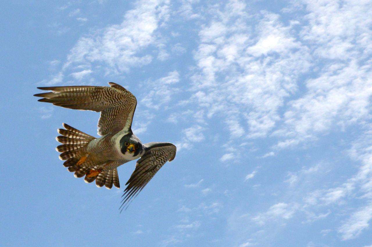 Falcon Flyby