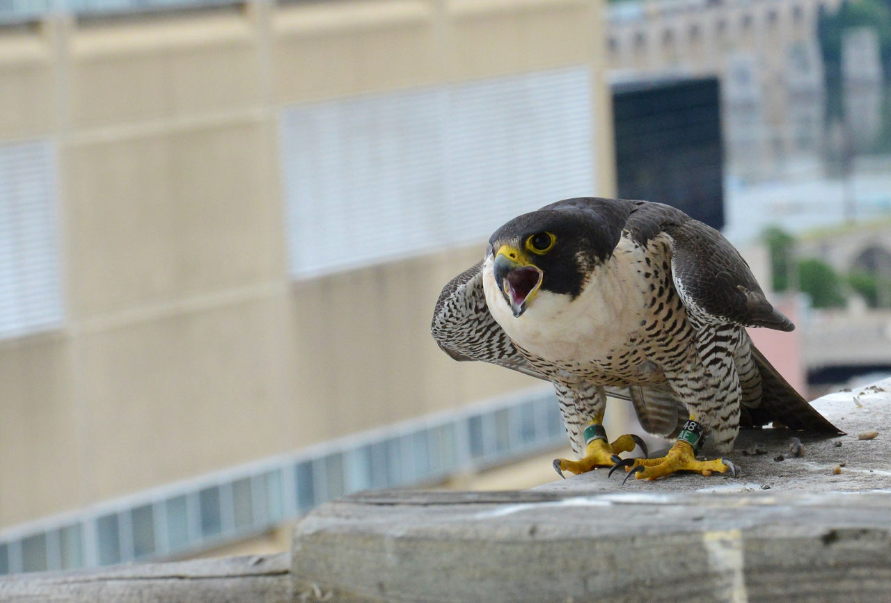 Falcon on Ledge