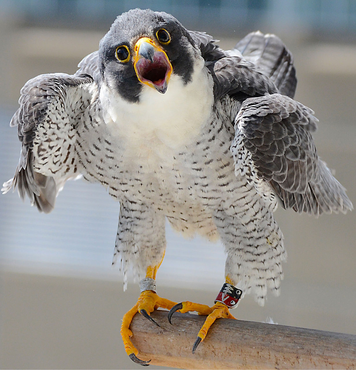 Falcon on Perch