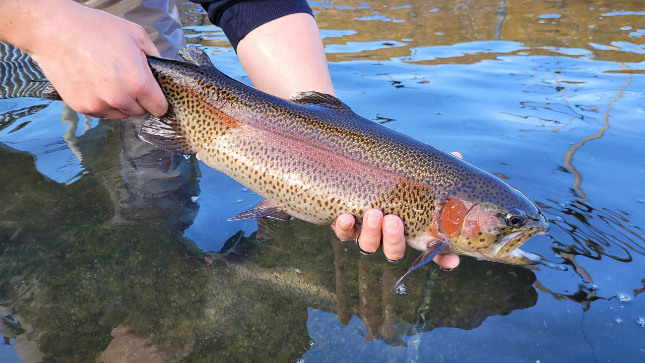 A Rainbow Trout raised at a Pennsylvania State Fish Hatchery