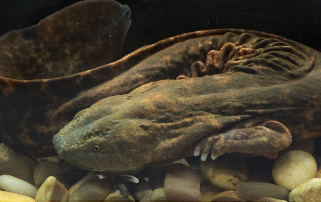 Photograph of an eastern hellbender 