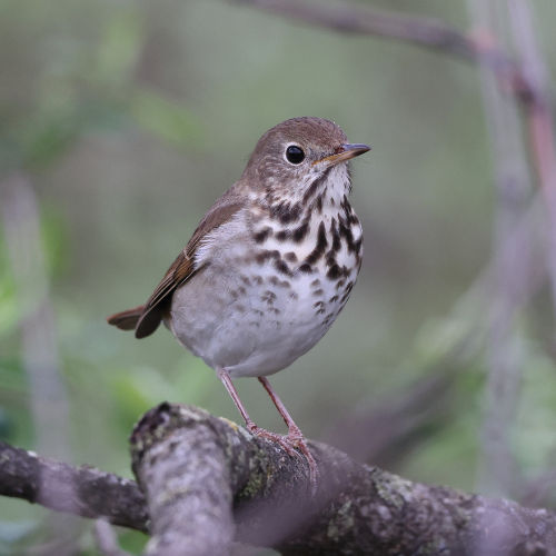 Hermit Thrush