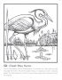 Great blue heron