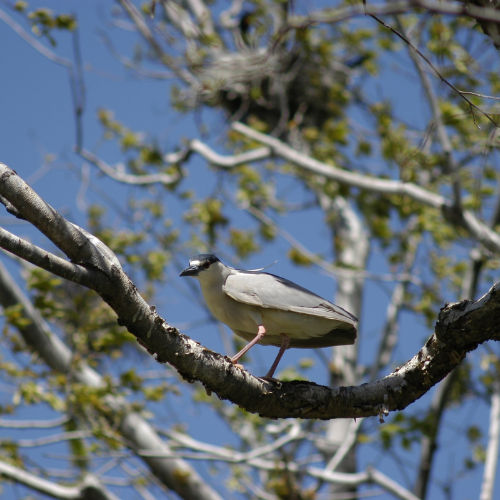 Heron in tree