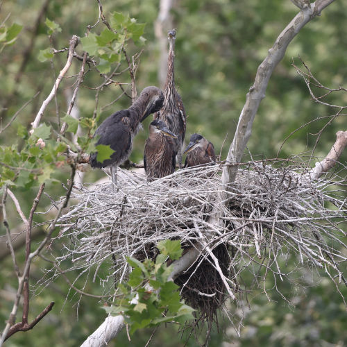 Heron Rookery