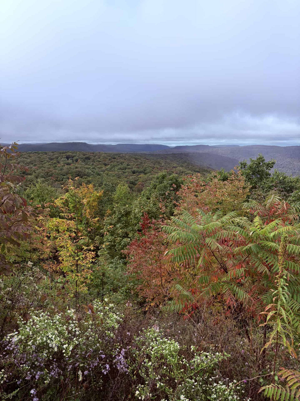 Overlook view of a forested landscape with early fall foliage; trees in shades of green, yellow, and red stretch across rolling hills, with low clouds and mist hanging over the distant ridges.