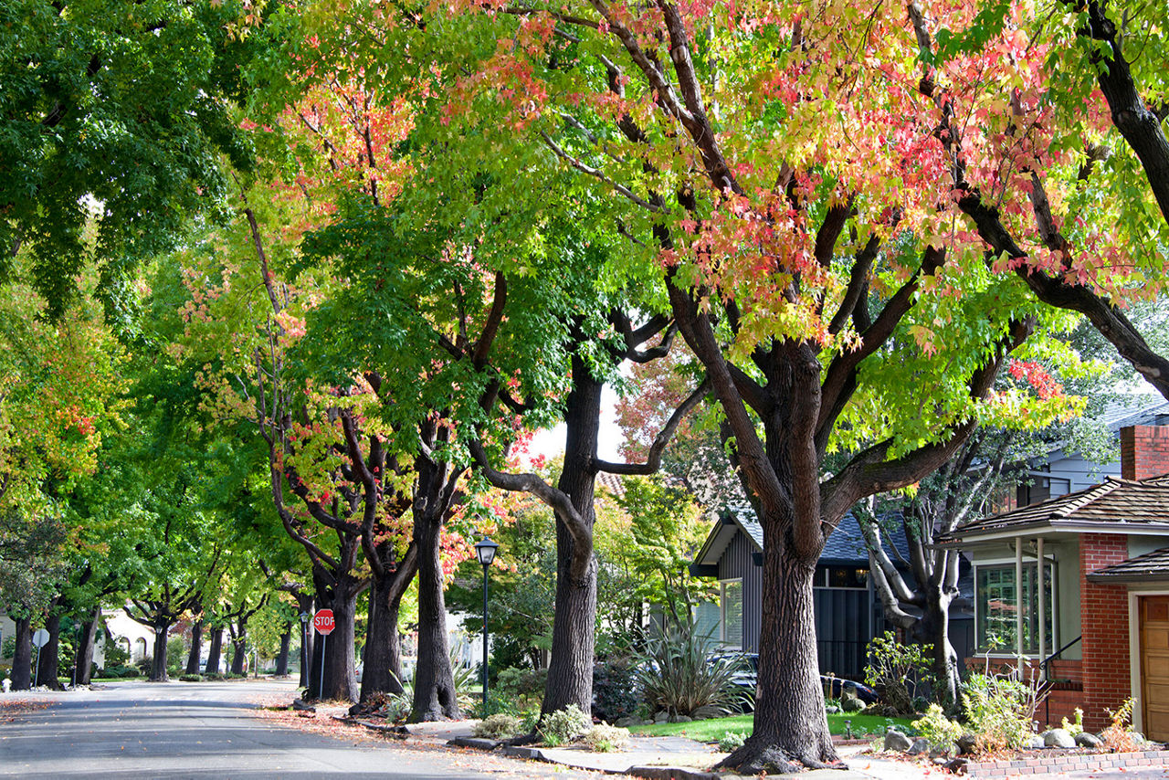 A neighborhood street with trees and homes