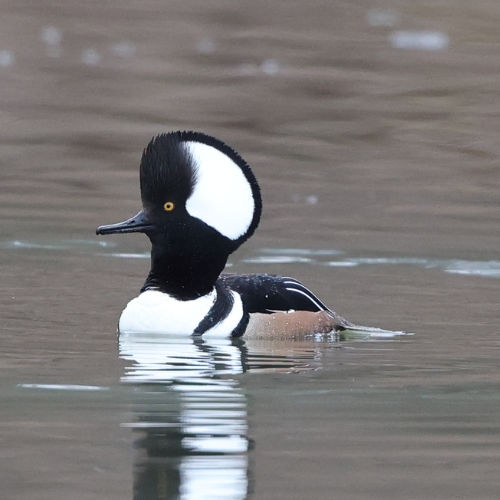 hooded merganser