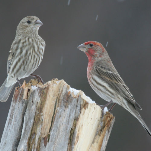 House Finch