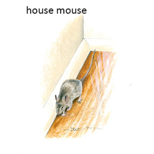 house mouse