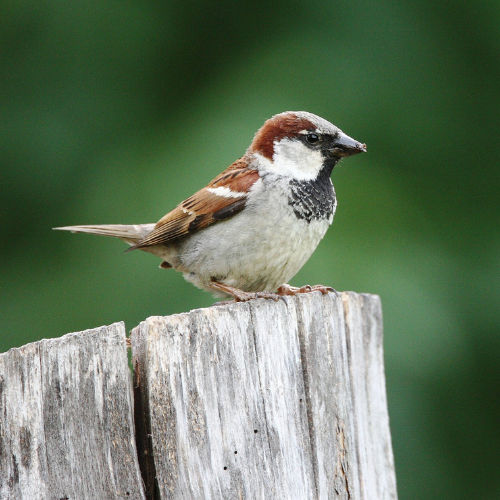 House Sparrow