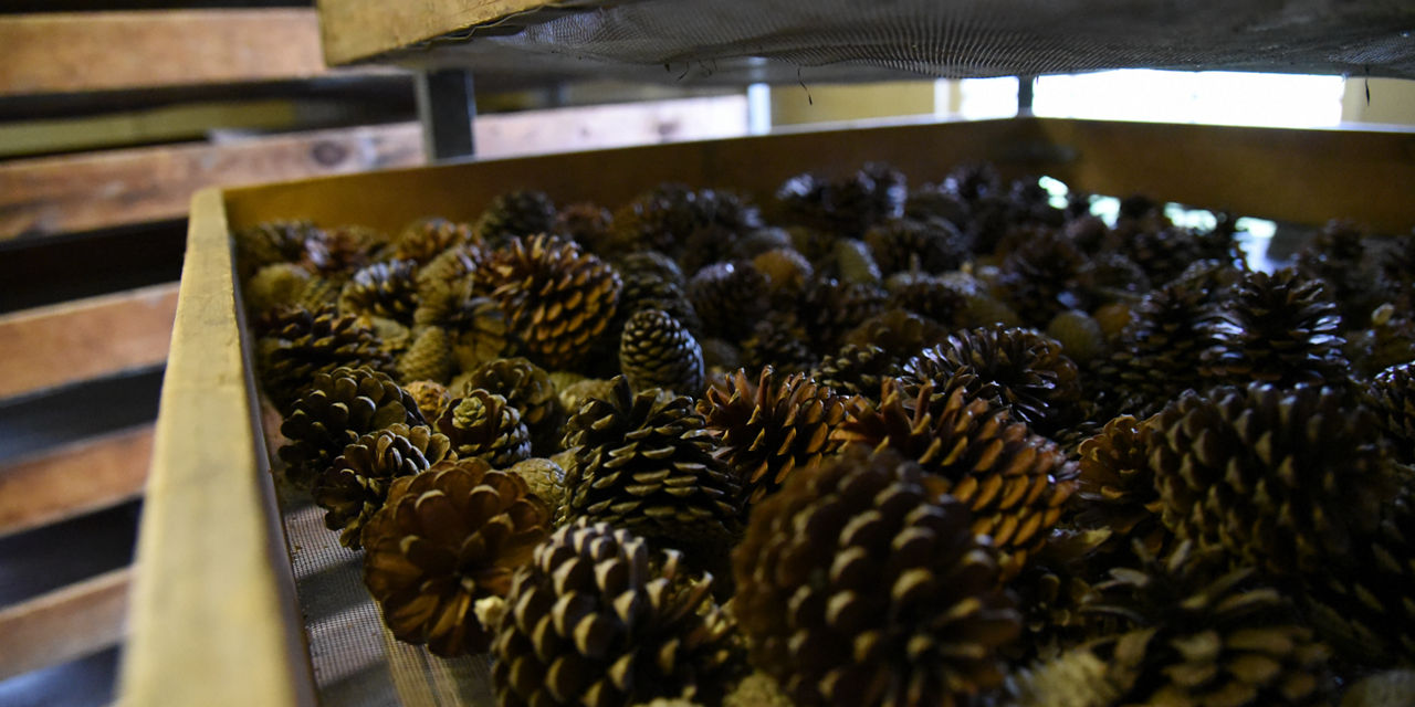 pinecones in box