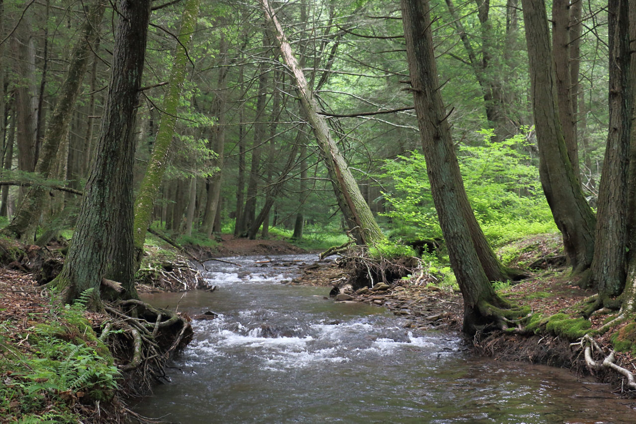 A stream with riffles surrounded by lush green forest