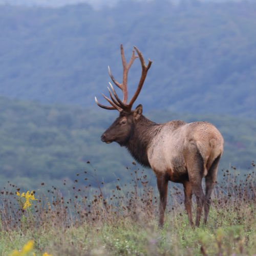 Elk county visitor center job posting 