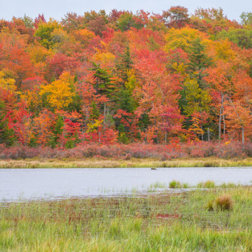 fall forest