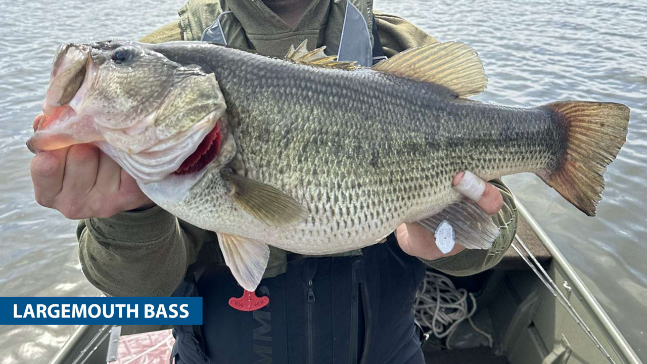 Close-up of a person holding a Largemouth Bass