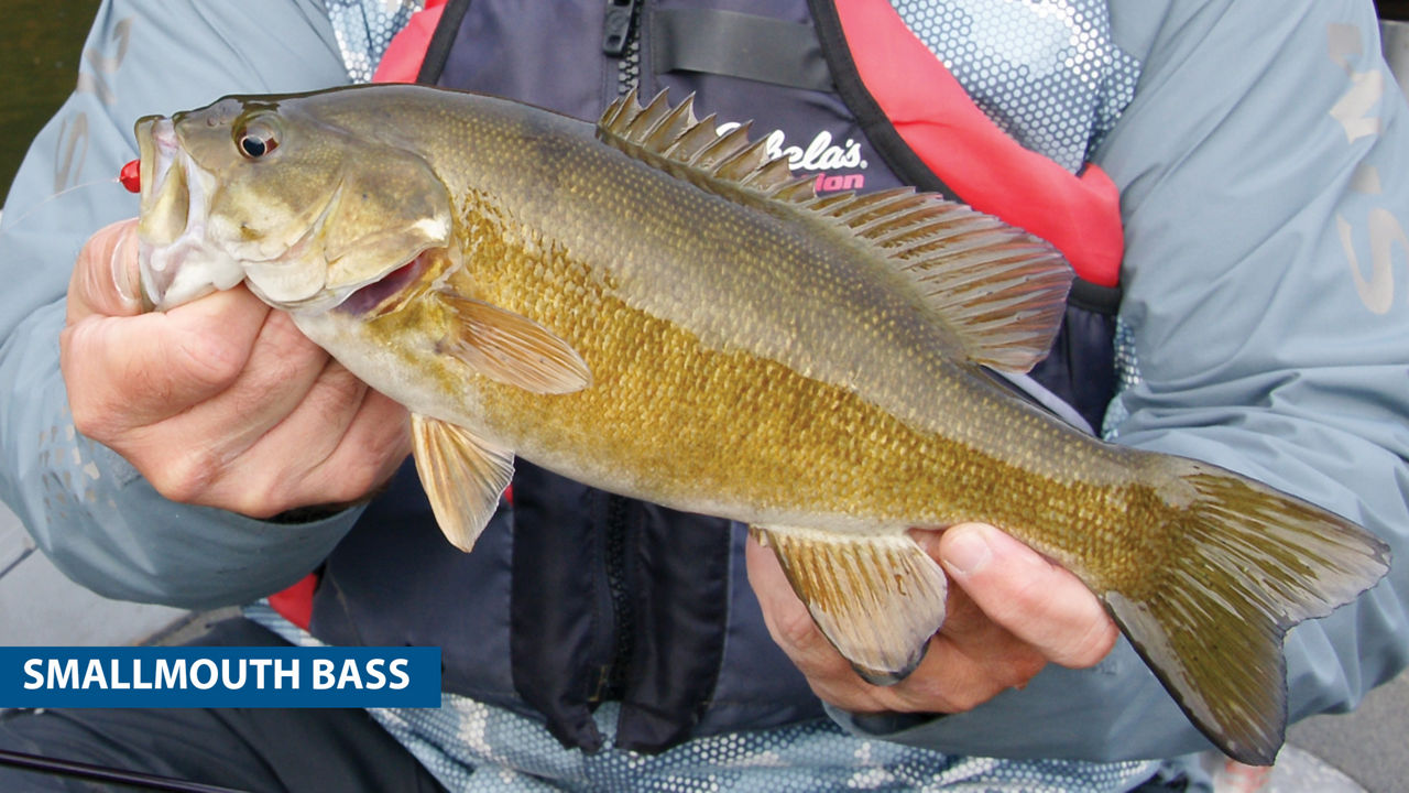 Close-up of a person holding a Smallmouth Bass