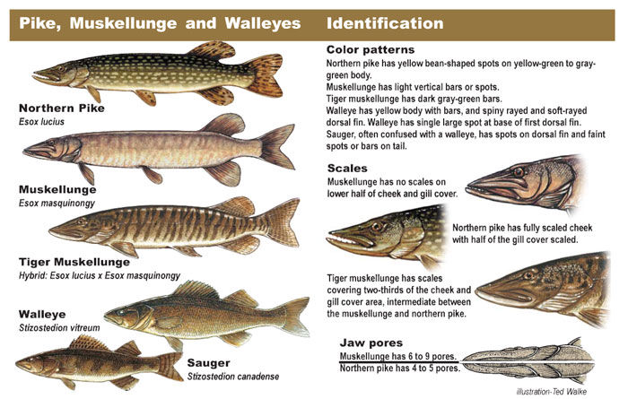 Chart explaining the differing physical features between a Pike, Musky and Walleye