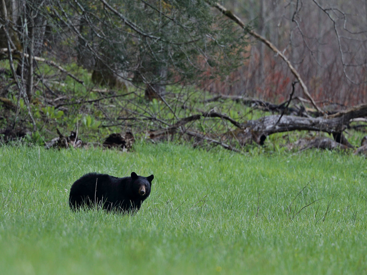 Black Bear